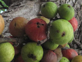 cluster fig fruit images