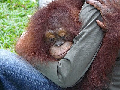 orangutan endangered