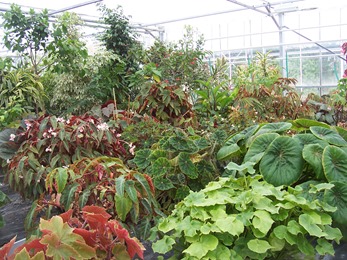 2010.08.13-013 plantes vertes