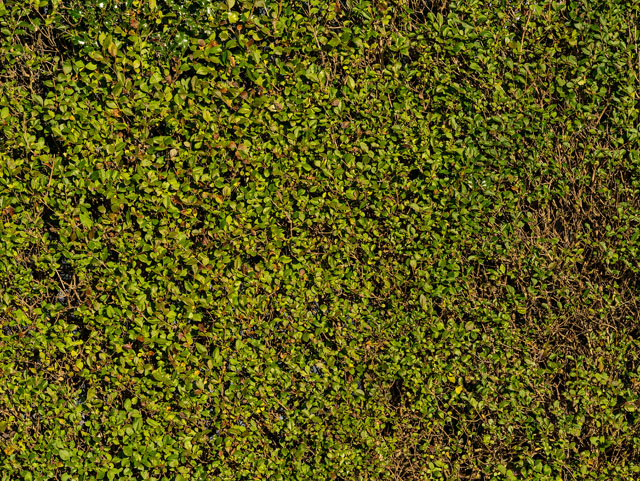 Hedge green leaves texture