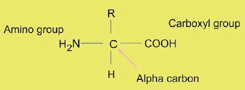 FSc Biology Part 1 XI 11th Chapter 2 Biological Molecules Notes