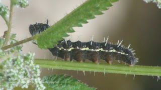 Vanessa atalanta (caterpillar) DSC92519