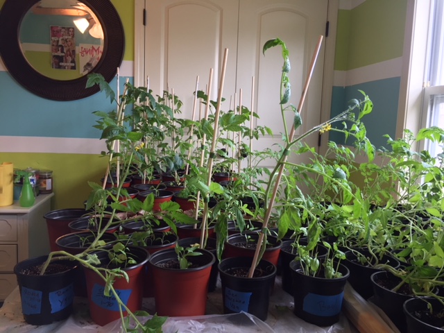 Tomato plants with support from 5/16th inch wooden dowels