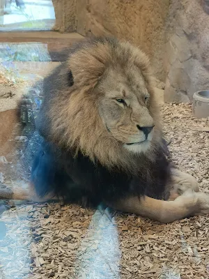 ヘラブルン動物園のライオン