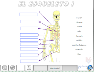 https://constructor.educarex.es/constructor/constructor/workspaces/2113/documentos/17675/index_web.php?id_usuario=2113&id_ode=17675&titulo_ode=Esqueleto%201#.VtirAeby16I