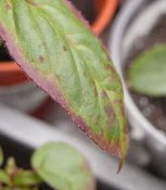 is this fuchsia leaf showing potash deficiency?