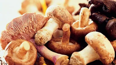 Mushroom Cultivation Training In Maharashtra