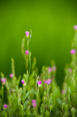 見沼たんぼのお花