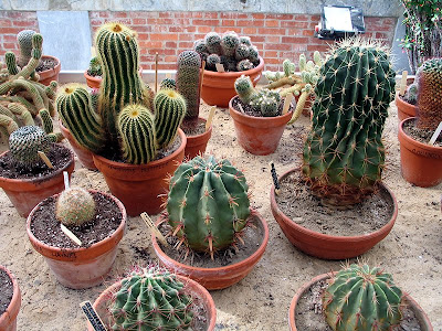 Кактуси / Cactaceae