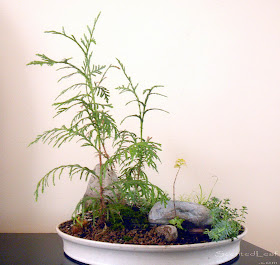 Miniature garden / Saikei in handcrafted ceramic pot