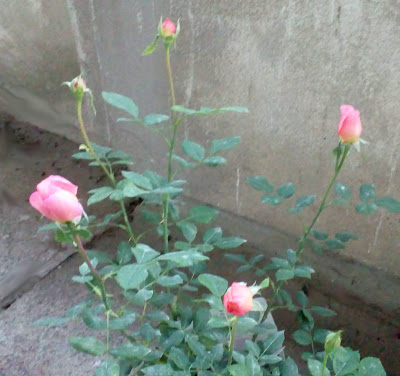 david asutin boscobel rose buds about to open