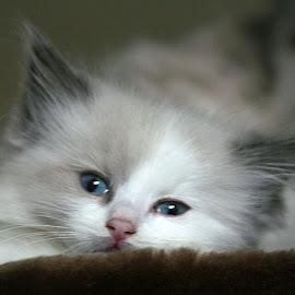 Foto kucing persia @ Digaleri.com