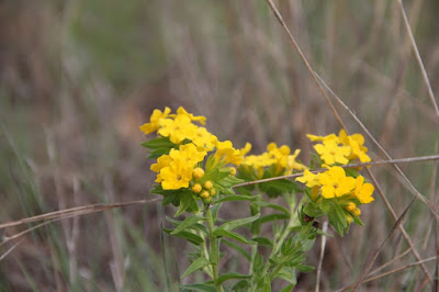 June rhymes with hoary puccoon, and bloom