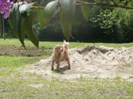 Pets Adventure 10 (278)