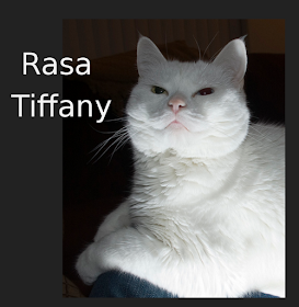 Lumea Pisicească Rase De Pisici Cat Breeds