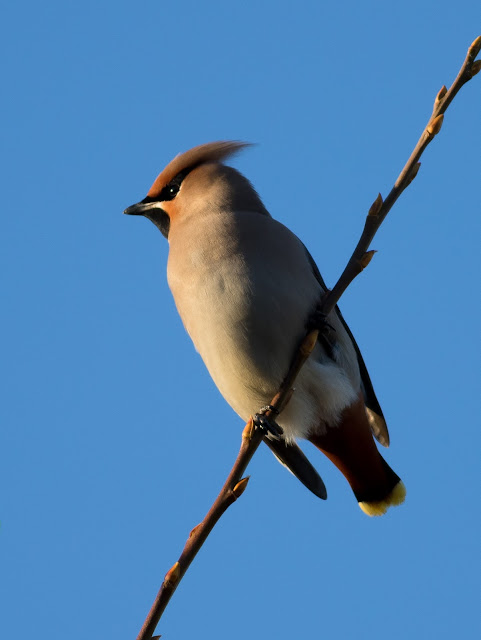 Waxwing