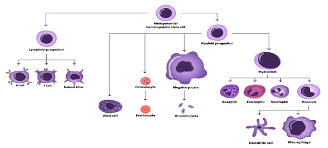 Ossium Health-Bone Marrow Bank Platform