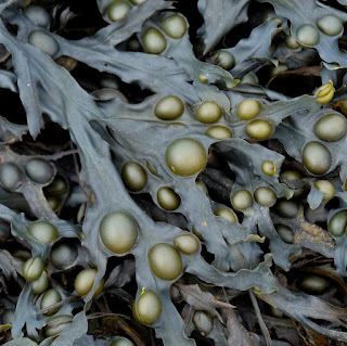 Fucus vesiculosus (homeopathie)