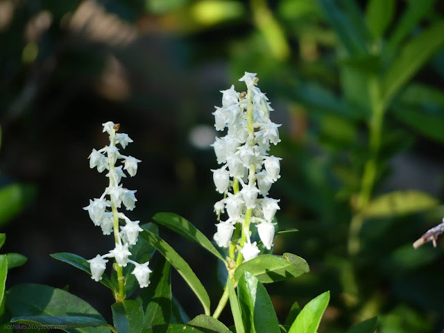 019: dangling white flowers with extra details