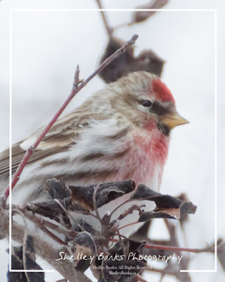 Male Common Redpoll. © Copyright, Shelley Banks, all rights reserved