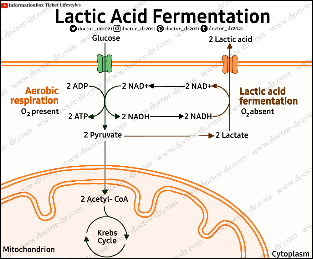 Anaerobic Respiration: Definition, Types, Steps, Equation, Products, and Uses