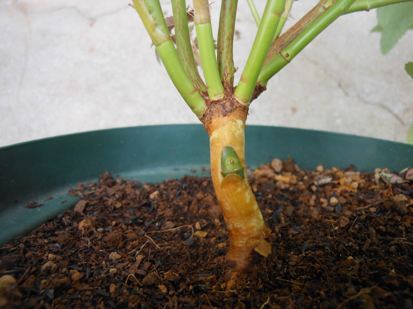 いつの間にやらバラだらけ ノイバラ台木への芽接ぎ