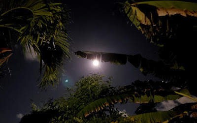 full moom behind banana tree leaves