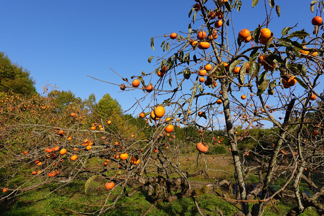 鳥取県西伯郡南部町鶴田