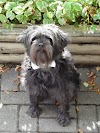 affenpinscher puppies |different breeds of dogs pictures|puppy picture