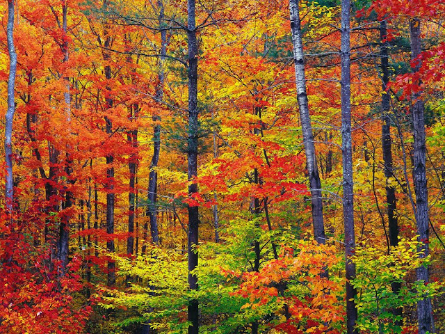 Paisajes de Bosques y Selvas