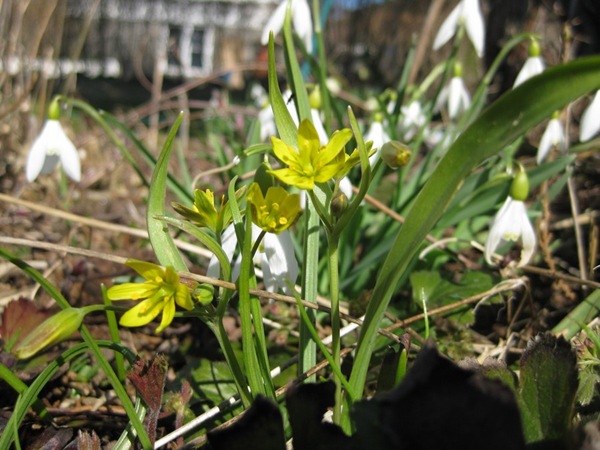 2010-04-14 Hagen på Møll (5)