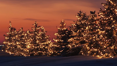 Christmas trees in night view