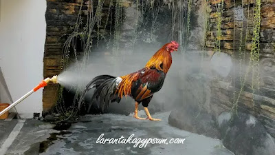 mengusir ayam dengan menyemprot air