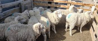 Policías apresan hombre en Tamayo y recuperan 11 ovejas que este supuestamente sustrajo 