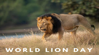 World Lion Day 2023 – August 10
