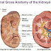 Surgical anatomy of the kidney and ureters