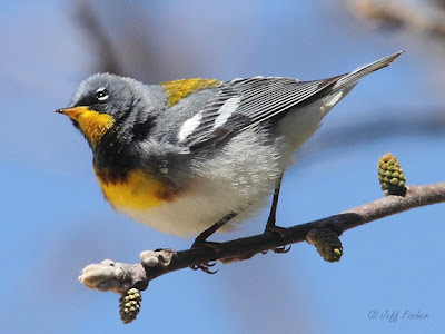 Northern Parula