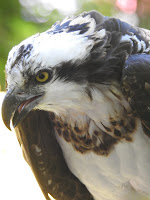 Danu the Osprey