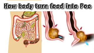 How digestion system work on Human Body