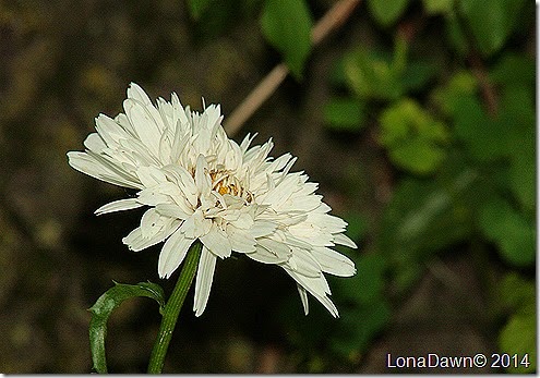 Daisy Crazy Dazzy