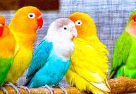 PARROT HD WALLPAPER FREE DOWNLOAD 63