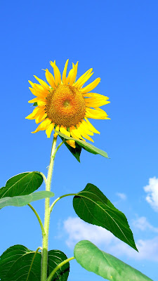 Wallpaper keren full layar gambar bunga matahari