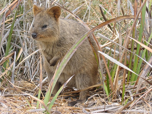 Quokka facts and information