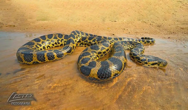 Anaconda amarela