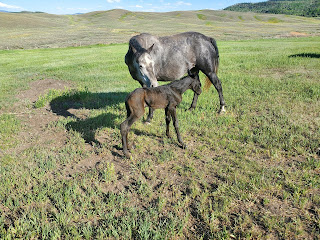 just born foal