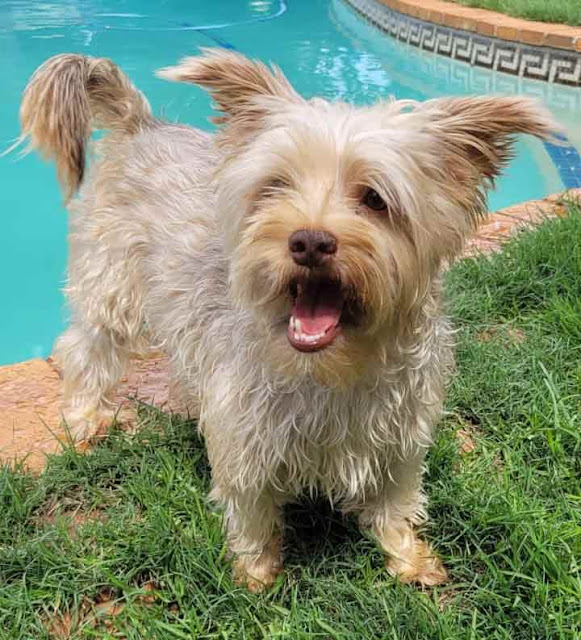 Alfie male Morkie standing by a swimming pool