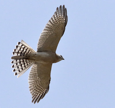 Shikra