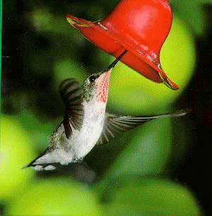 Cuma Comot: Colibri Bird