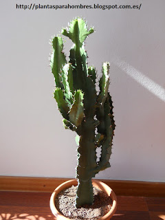 cactus euphorbia ingens