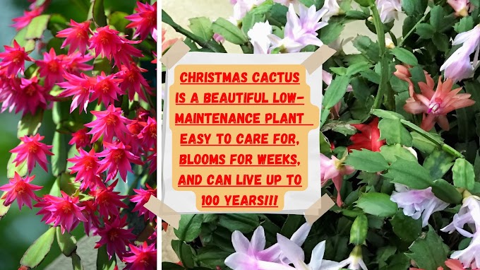 How to Grow and Care for Christmas Cactus